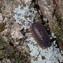 Image of Porcellio spinipennis Budde-Lund 1885