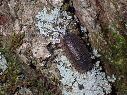 Image of Porcellio spinipennis Budde-Lund 1885