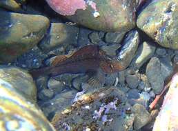 Image of Common Triplefin