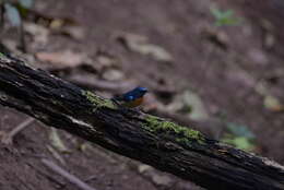 Image de Gobemouche du Yunnan