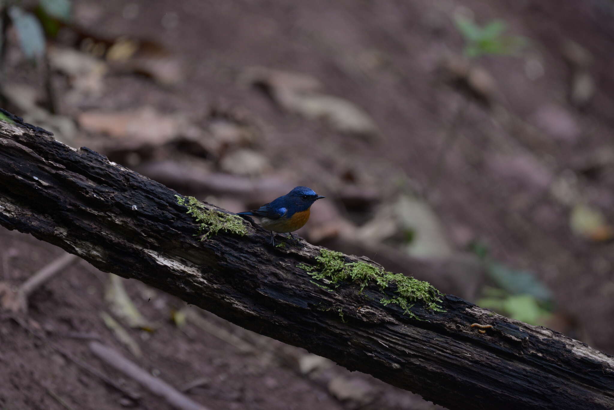 Image de Gobemouche du Yunnan