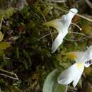 Image of Euphrasia integrifolia Petrie