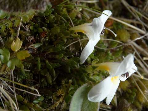 Sivun Euphrasia integrifolia Petrie kuva