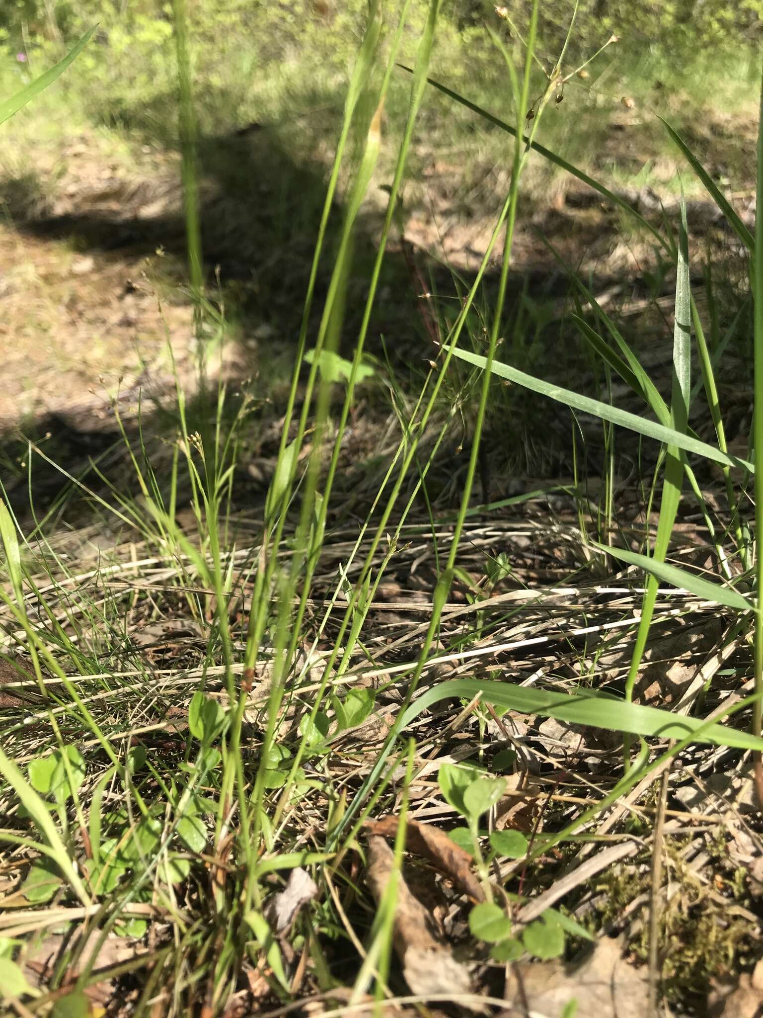 Image of Rufous Wood-Rush