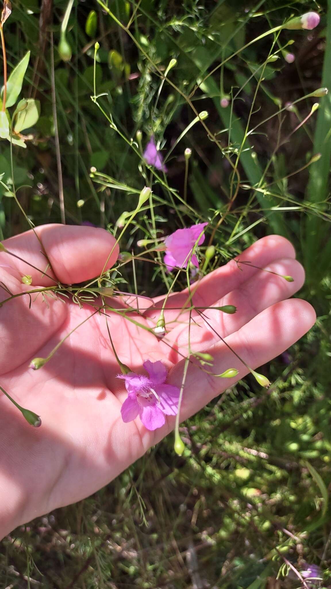 Image of Seminole False Foxglove