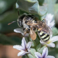 Image of Calliopsis hesperia (Swenk & Cockerell 1907)