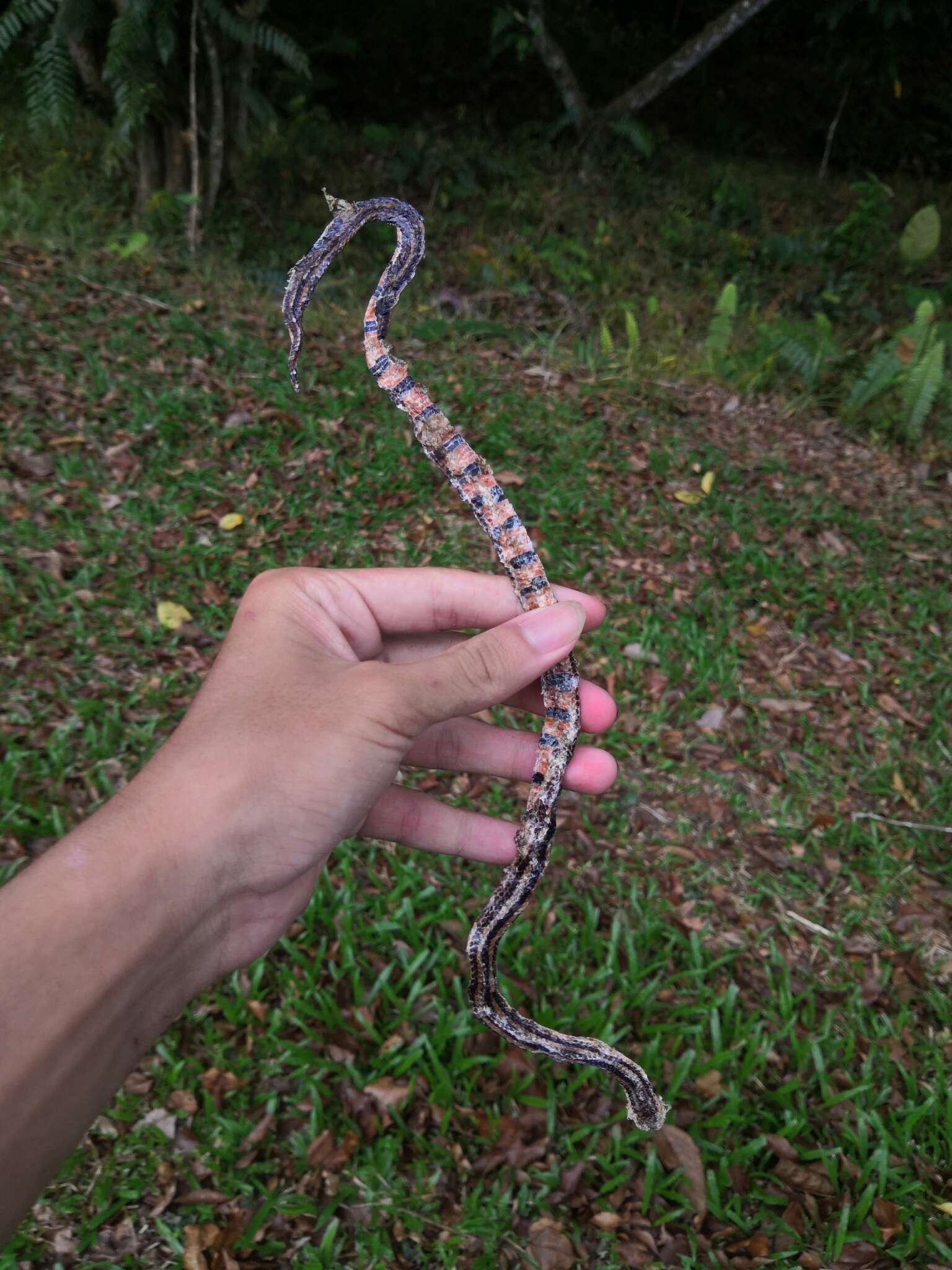 Plancia ëd Calliophis nigrotaeniatus (Peters 1863)