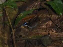 Image of Ferruginous-backed Antbird