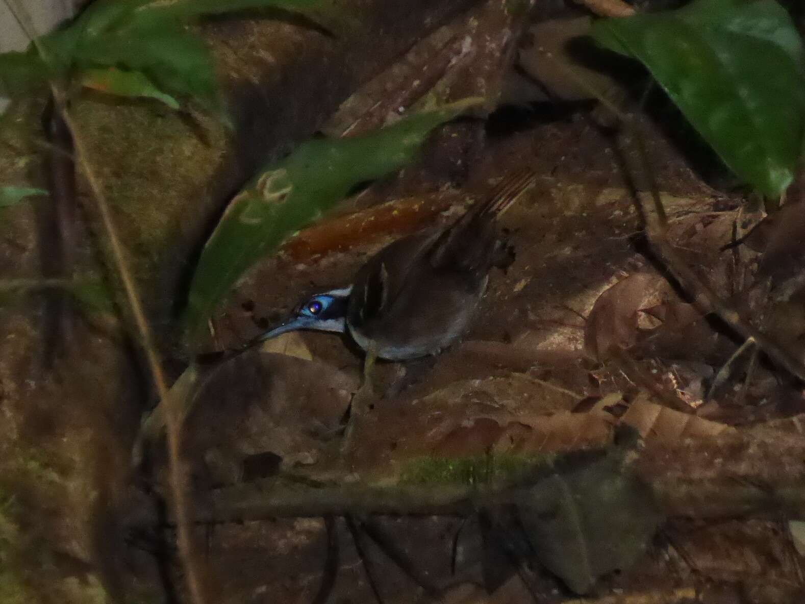 Image of Ferruginous-backed Antbird