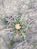 Imagem de Carlina acanthifolia All.