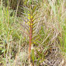Image of Maxillaria cordyline (Rchb. fil.) Dodson
