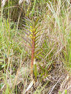 Image of Maxillaria cordyline (Rchb. fil.) Dodson