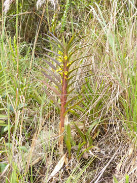 Image of Maxillaria cordyline (Rchb. fil.) Dodson