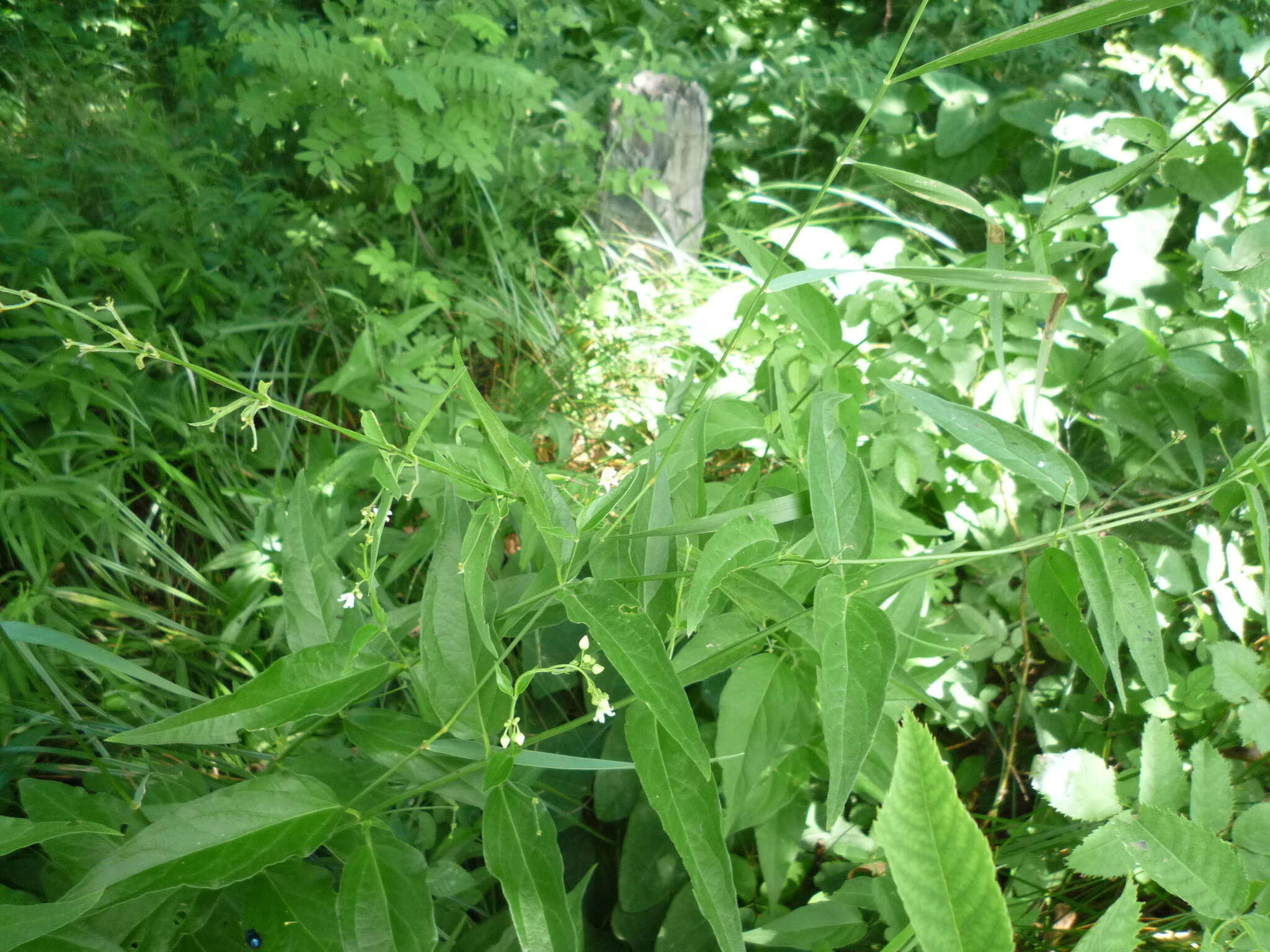 Image of white swallow-wort