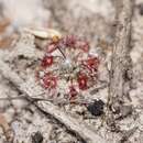 Image of Drosera australis