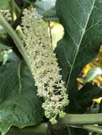 Image of Phytolacca japonica Makino