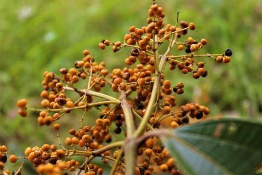 Image of Miconia dolichorrhyncha Naud.