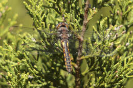 Image of Dot-winged Baskettail