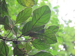 Image of Endiandra insignis (F. M. Bailey) F. M. Bailey