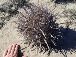 Ferocactus chrysacanthus subsp. grandiflorus (G. E. Linds.) N. P. Taylor resmi