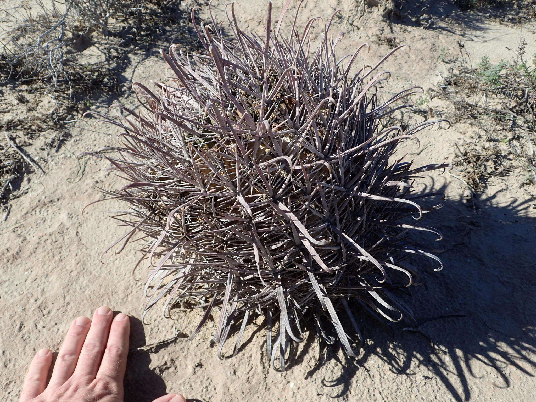 Ferocactus chrysacanthus subsp. grandiflorus (G. E. Linds.) N. P. Taylor resmi