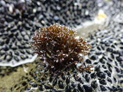 Image of Psilophycus alveatus (Turner) W. A. Nelson, Leister & Hommersand 2011