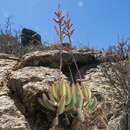 Image of Adromischus filicaulis (Eckl. & Zeyh.) C. A. Smith