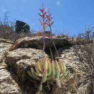 Image of Brittle Adromischus