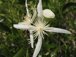 Image of Clematis linearifolia Steud.