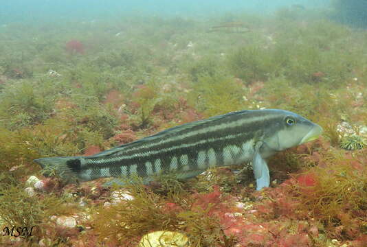 Image of Brazilian sandperch