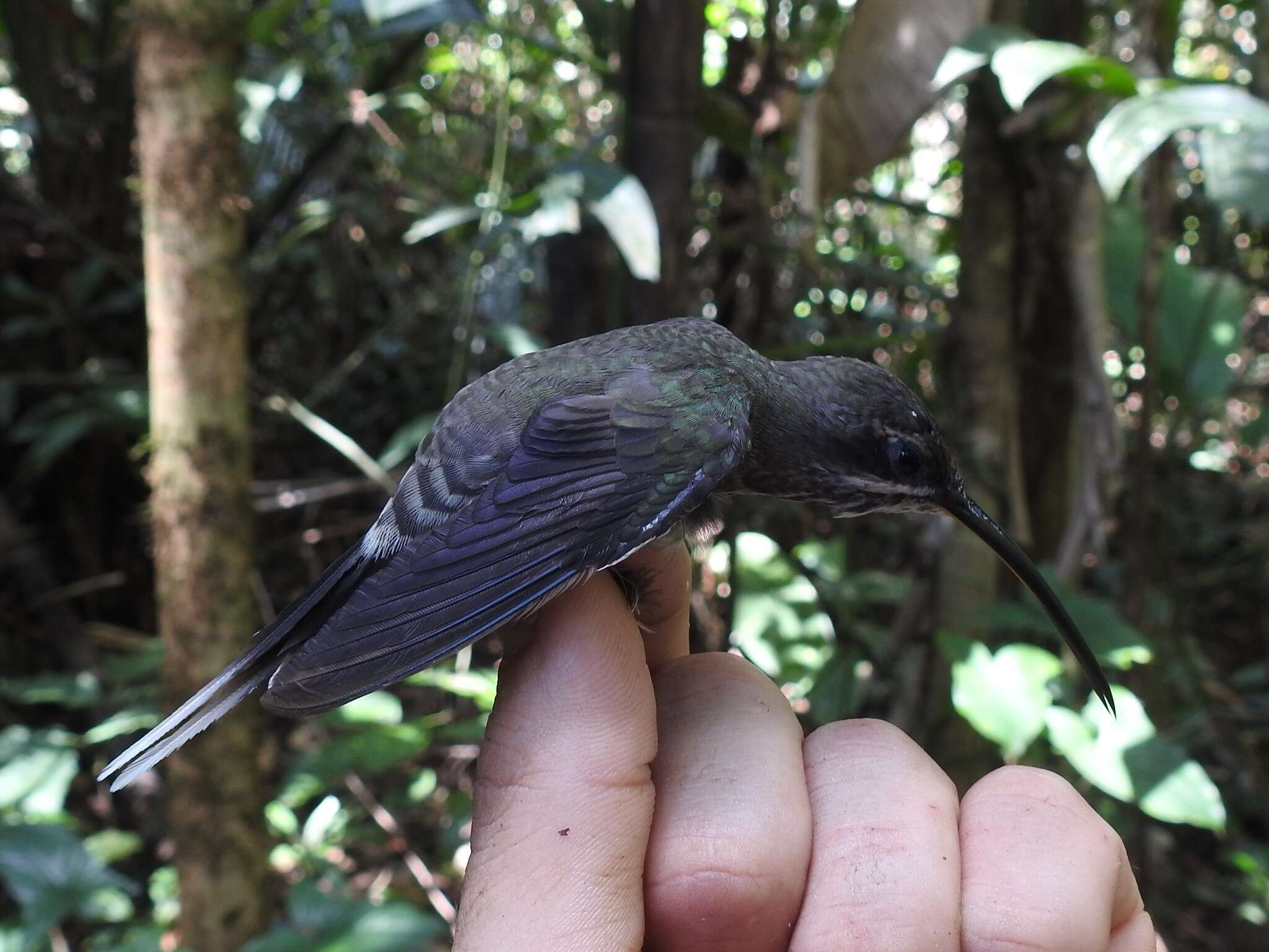 Image of White-bearded Hermit