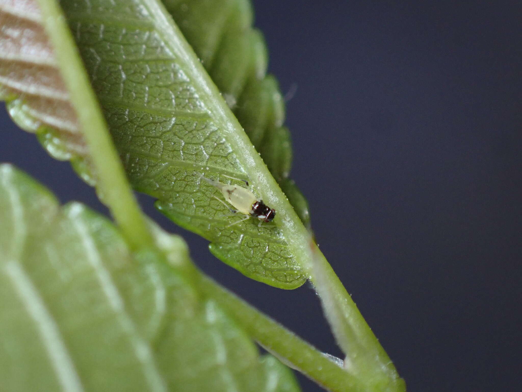 Image of Aphid