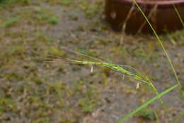 Image of brownbeard rice