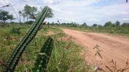 صورة Praecereus euchlorus (F. A. C. Weber ex K. Schum.) N. P. Taylor