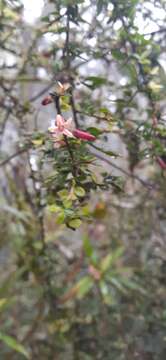 Image de Pittosporum oreillyanum C. White