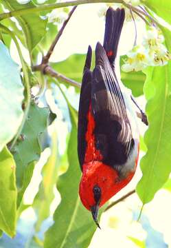 Image of Scarlet Honeyeater