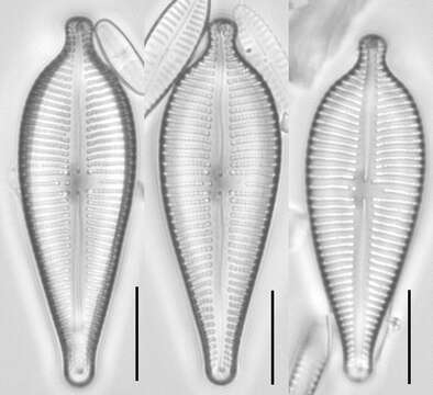 صورة Gomphonema sphaerophorum Ehrenberg 1845