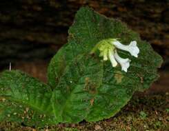 Streptocarpus davyi S. Moore resmi