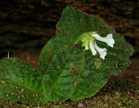 Image of Streptocarpus davyi S. Moore