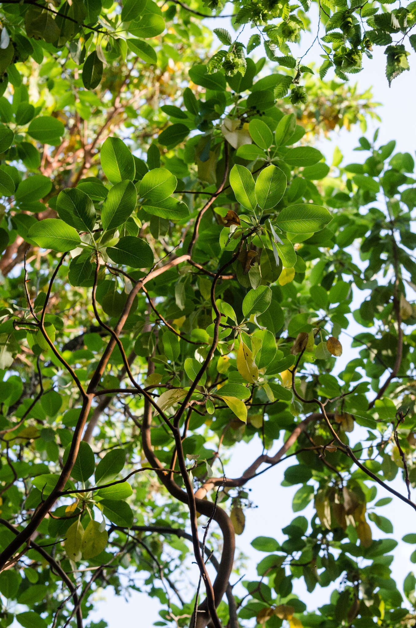 Image of Greek Strawberry-tree