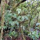 Image of Anthurium alatum Engl.