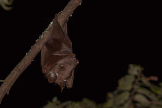 Image of Wahlberg's Epauletted Fruit Bat