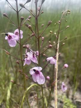Image of Sopubia mannii var. tenuifolia (Engl. & Gilg) Hepper