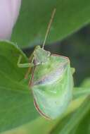 Image of Red-banded Stink Bug