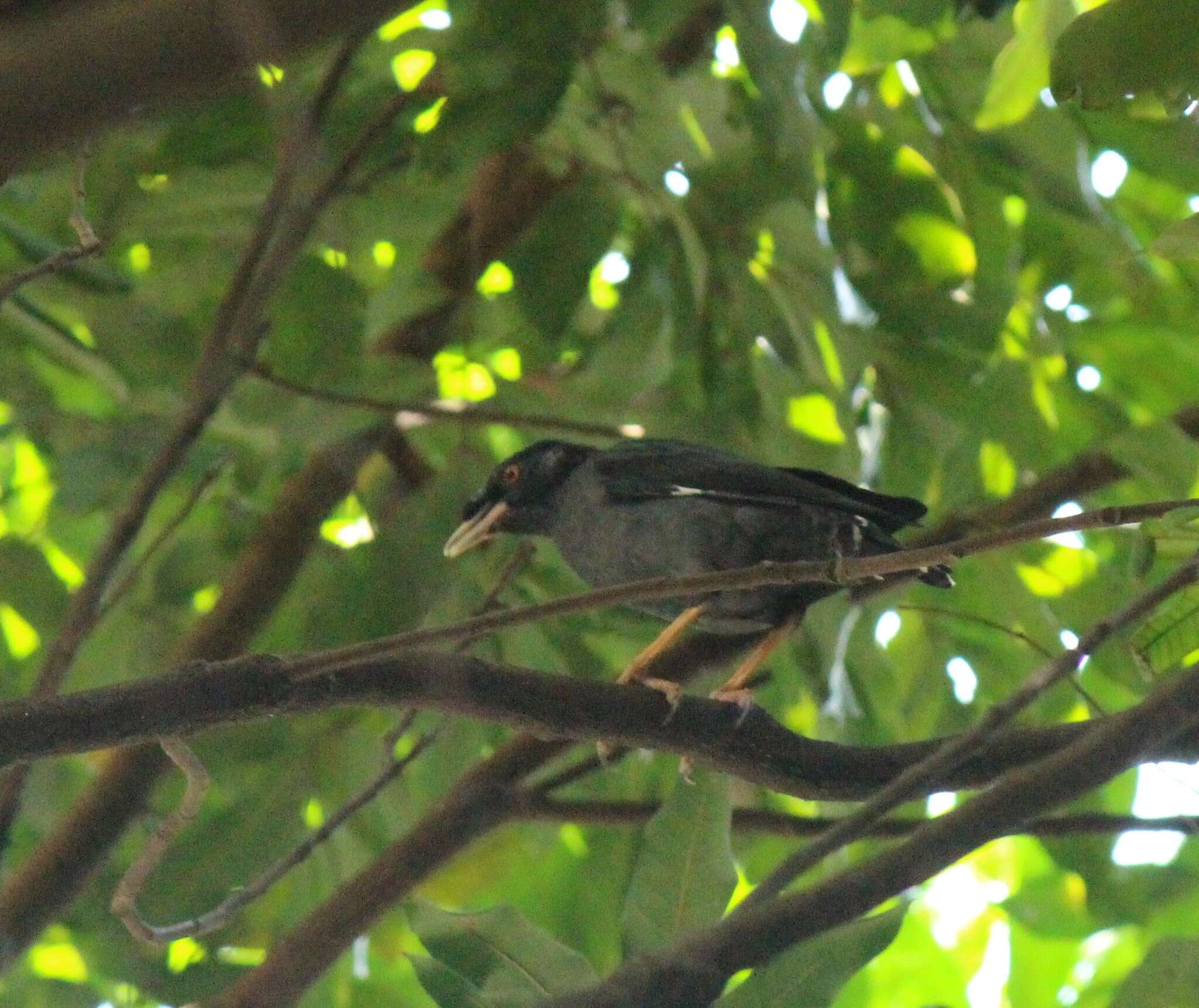 Image of Crested Myna