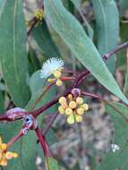 Eucalyptus haemastoma Sm. resmi