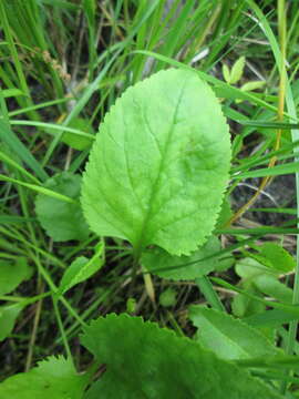 Image de Packera pseudaurea var. semicordata (Mack. & Bush) D. K. Trock & T. M. Barkley