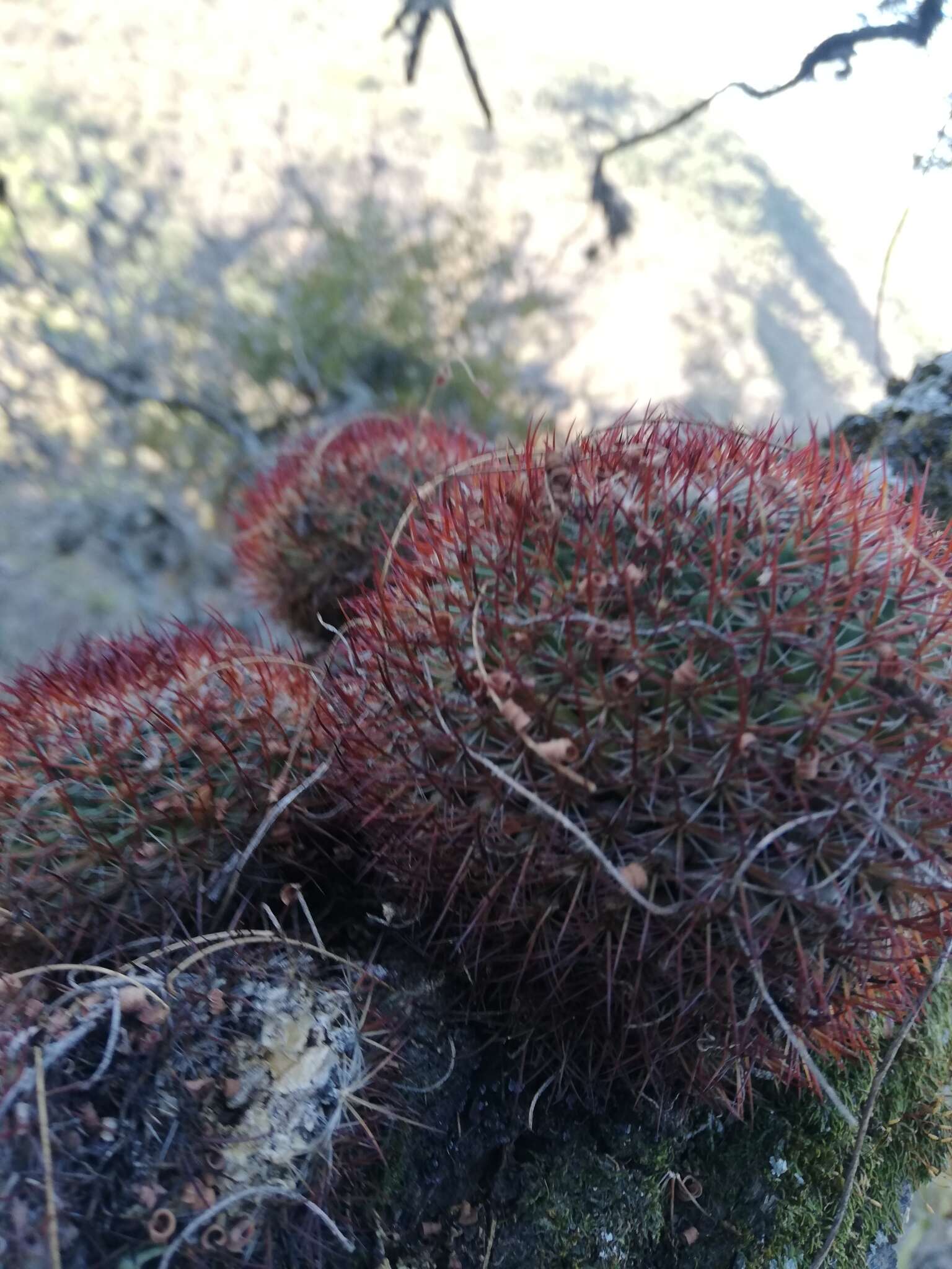 Image of Mammillaria rhodantha subsp. fera-rubra (F. Schmoll ex R. T. Craig) D. R. Hunt