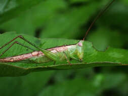 Image of Graceful Meadow Katydid