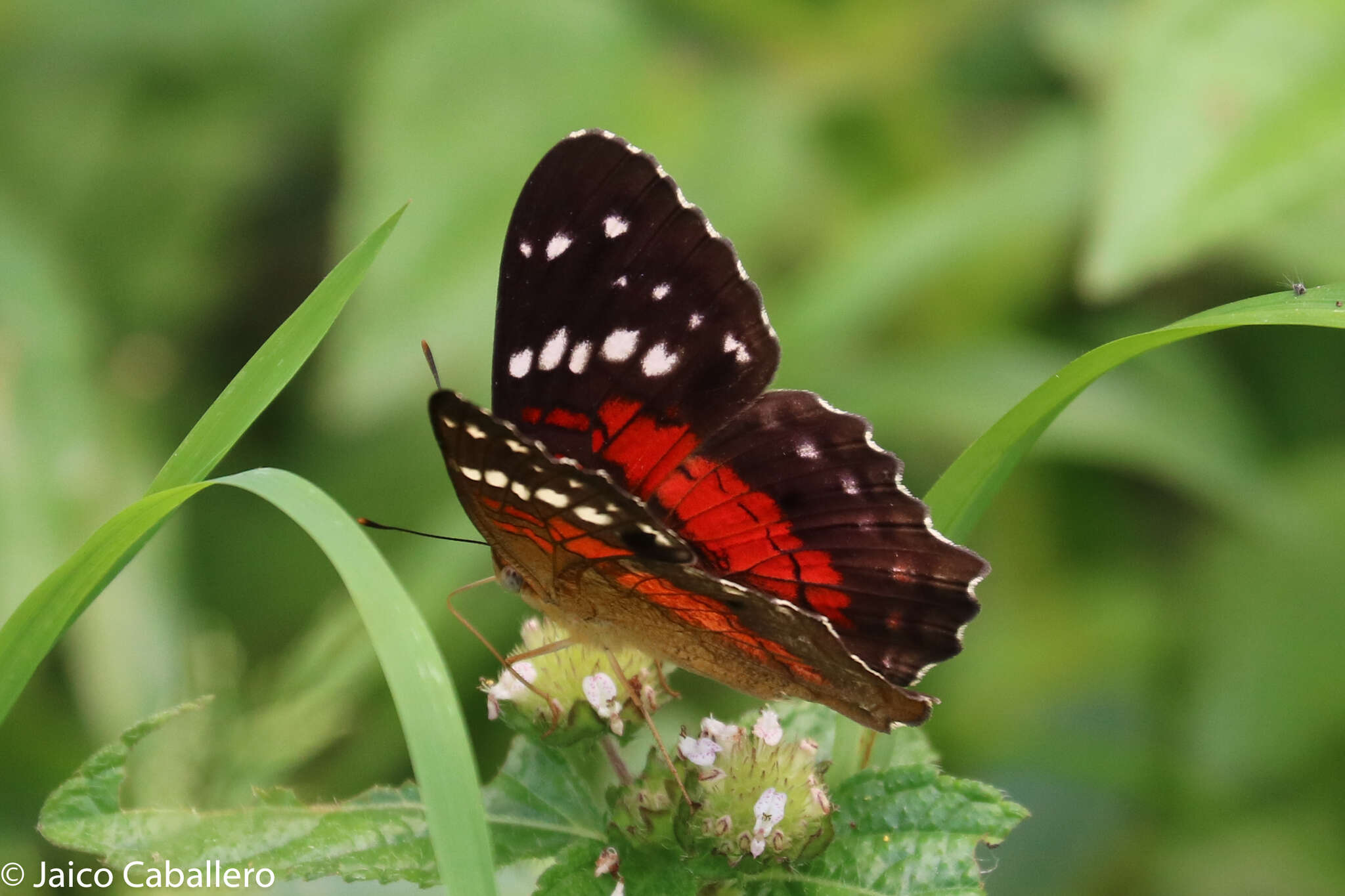 Plancia ëd Anartia amathea Linnaeus 1758